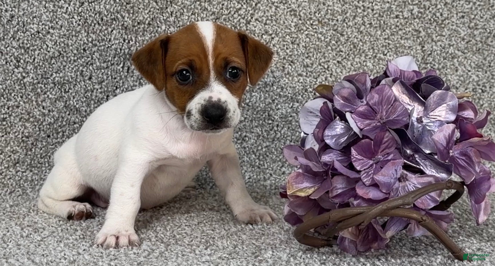 Jack Russell Terrier dogs Vivian - Ad 1