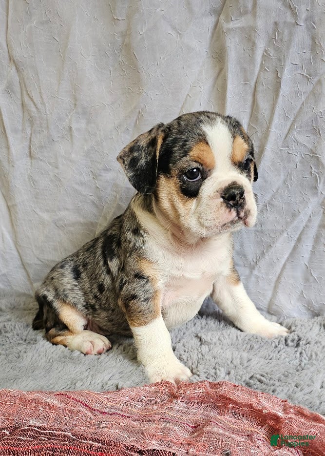 Mixed Breed dogs Exotic Merle Freelance Bulldog - Ad 1