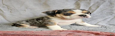 Exotic Merle Freelance Bulldog
