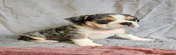 Mixed Breed dogs for sale: Exotic Merle Freelance Bulldog - Ad 1