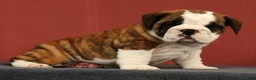 English Bulldog dogs for sale: Daisy - Ad 5