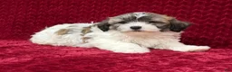 Teddy Bear dogs for sale: Nico  - Ad 5
