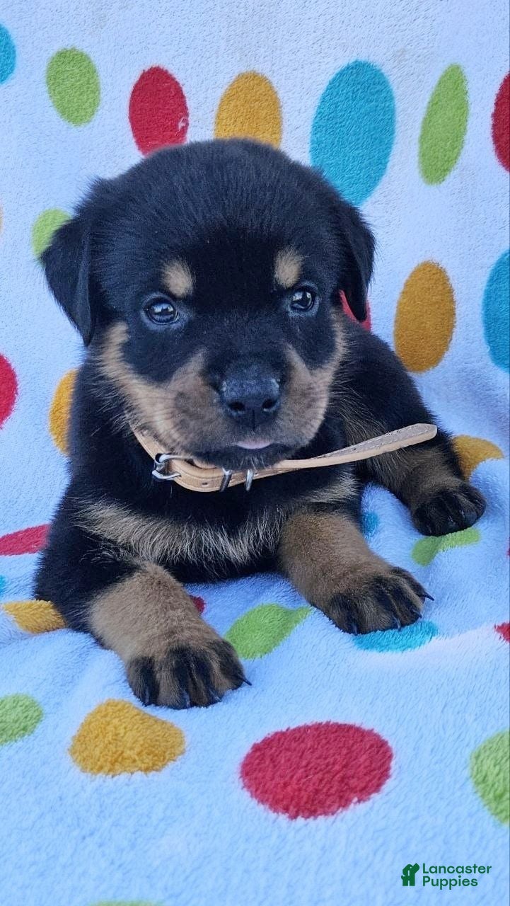 Rottweiler dogs Kisha - Ad 1