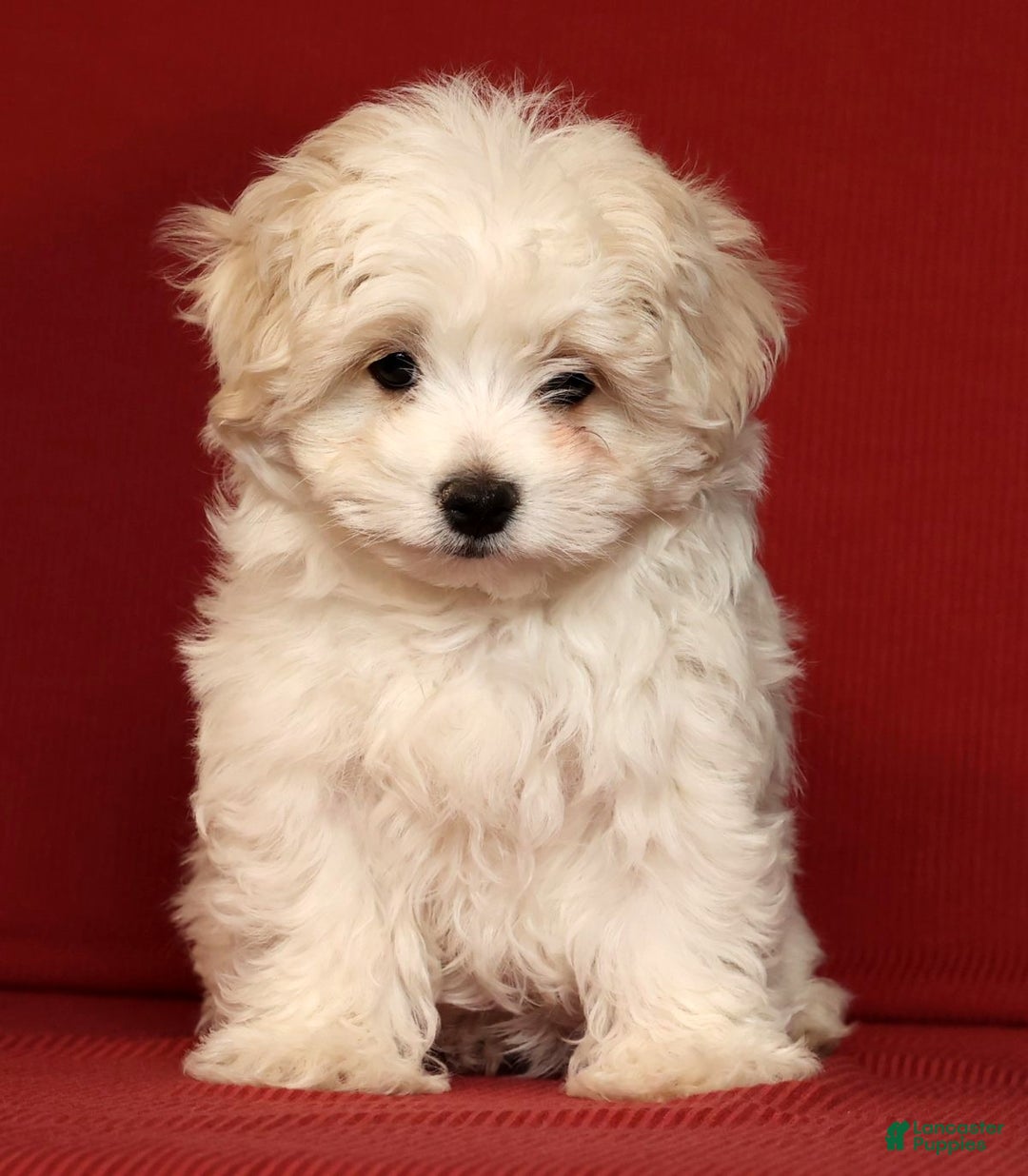 Maltese dogs for sale: Marco - Ad 9