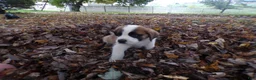Saint Bernard dogs for sale: Axel - Ad 2