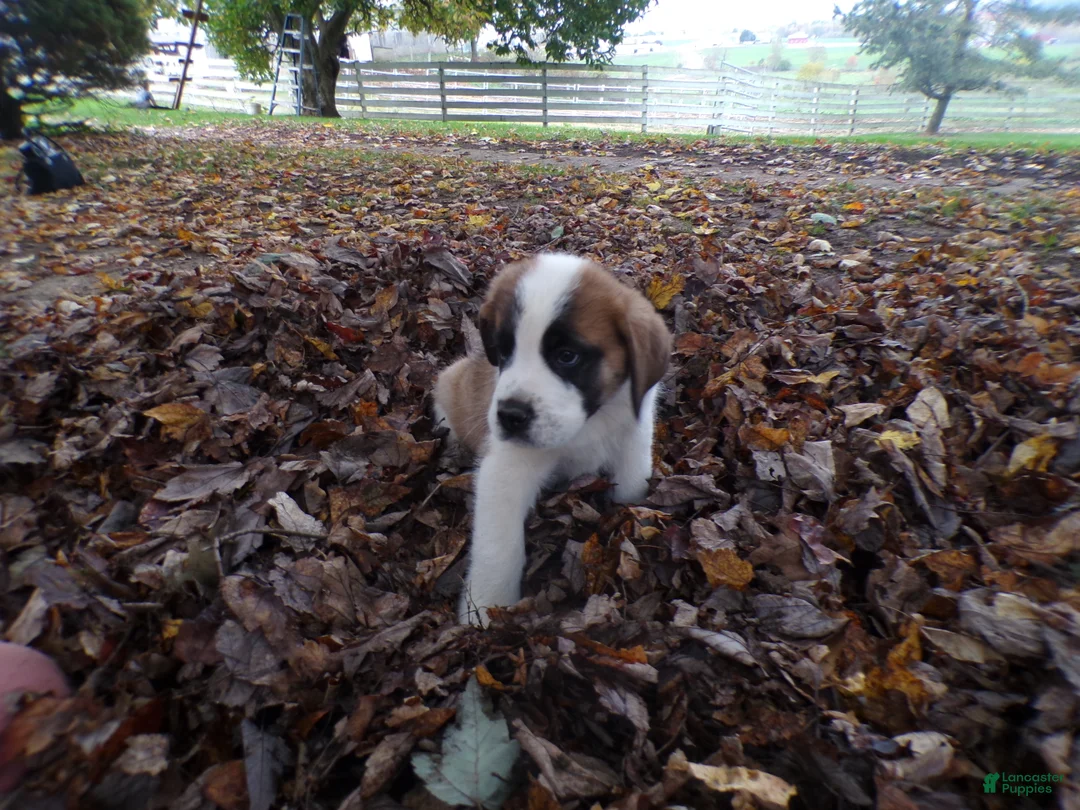 Saint Bernard dogs for sale: Axel - Ad 2