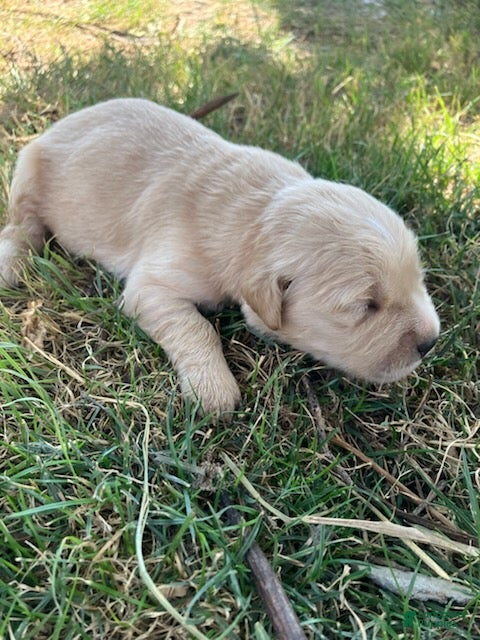 Golden Retriever dogs Golden Retriever Male 4 - Ad 1