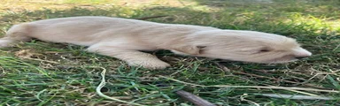 Golden Retriever Male 4