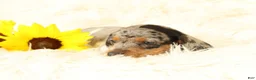 Miniature Dachshund dogs for sale: Baxter - Ad 5