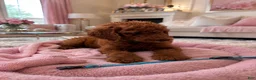 Standard Poodle dogs for sale:  Jasper  - Ad 1