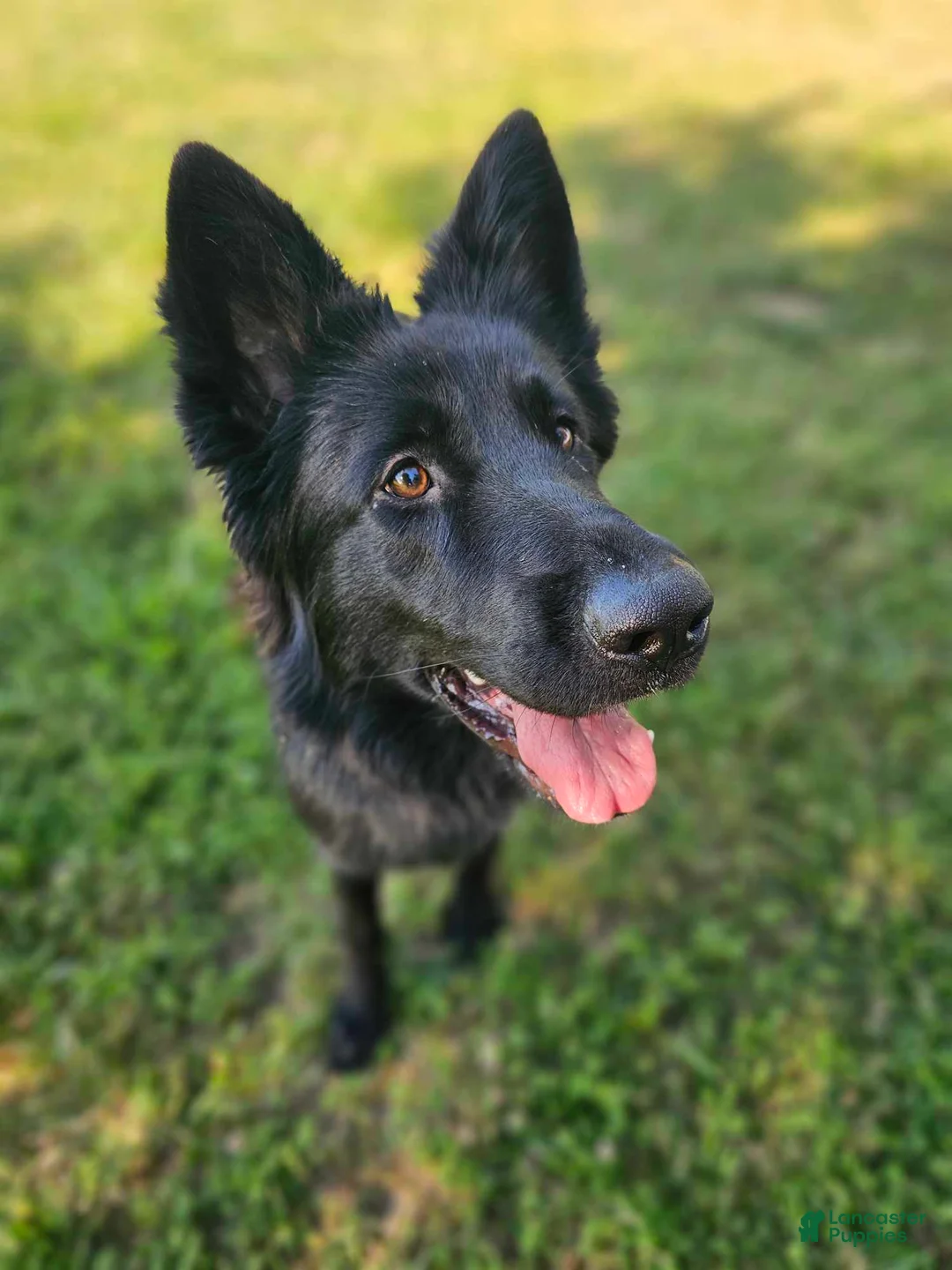 German Shepherd dogs for sale: Keeper - Ad 3