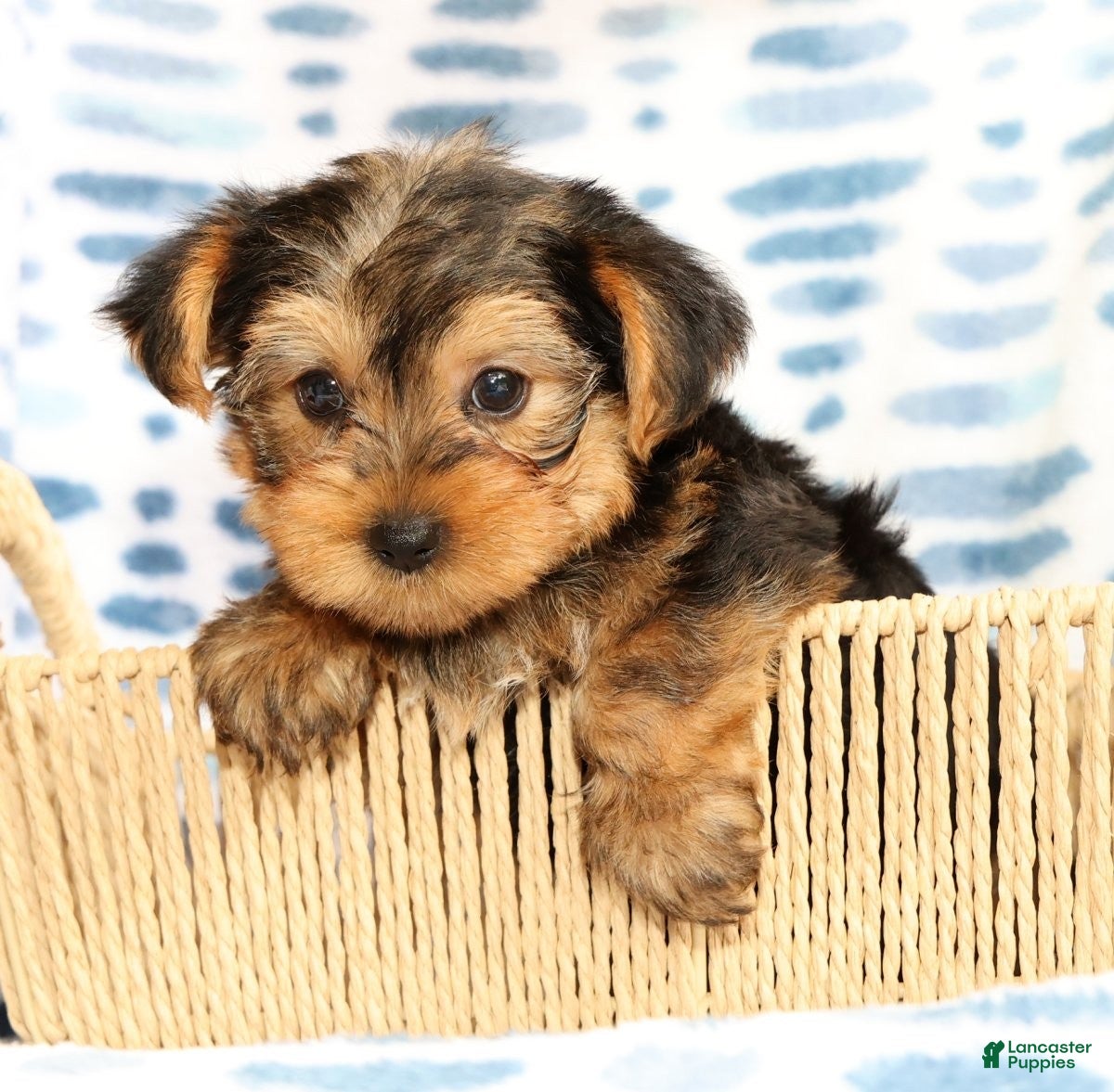 Yorkshire Terrier dogs Bo - Ad 2