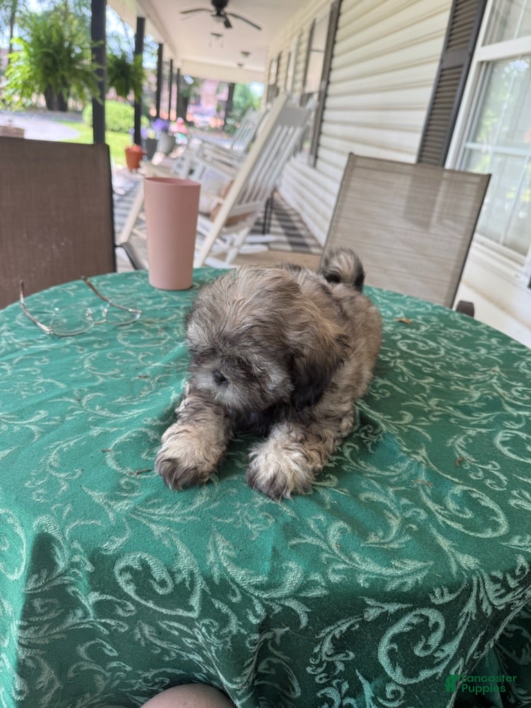Shih Tzu dogs for sale: Eli - Ad 1