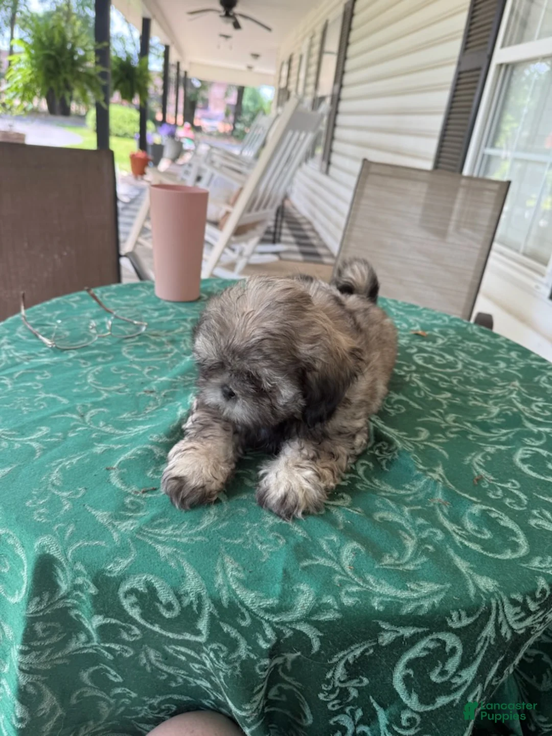 Shih Tzu dogs for sale: Eli - Ad 1