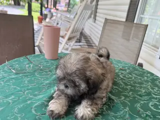 Shih Tzu dogs for sale: Eli - Ad 1