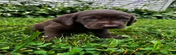 Labrador Retriever dogs for sale: Chicory - Ad 7