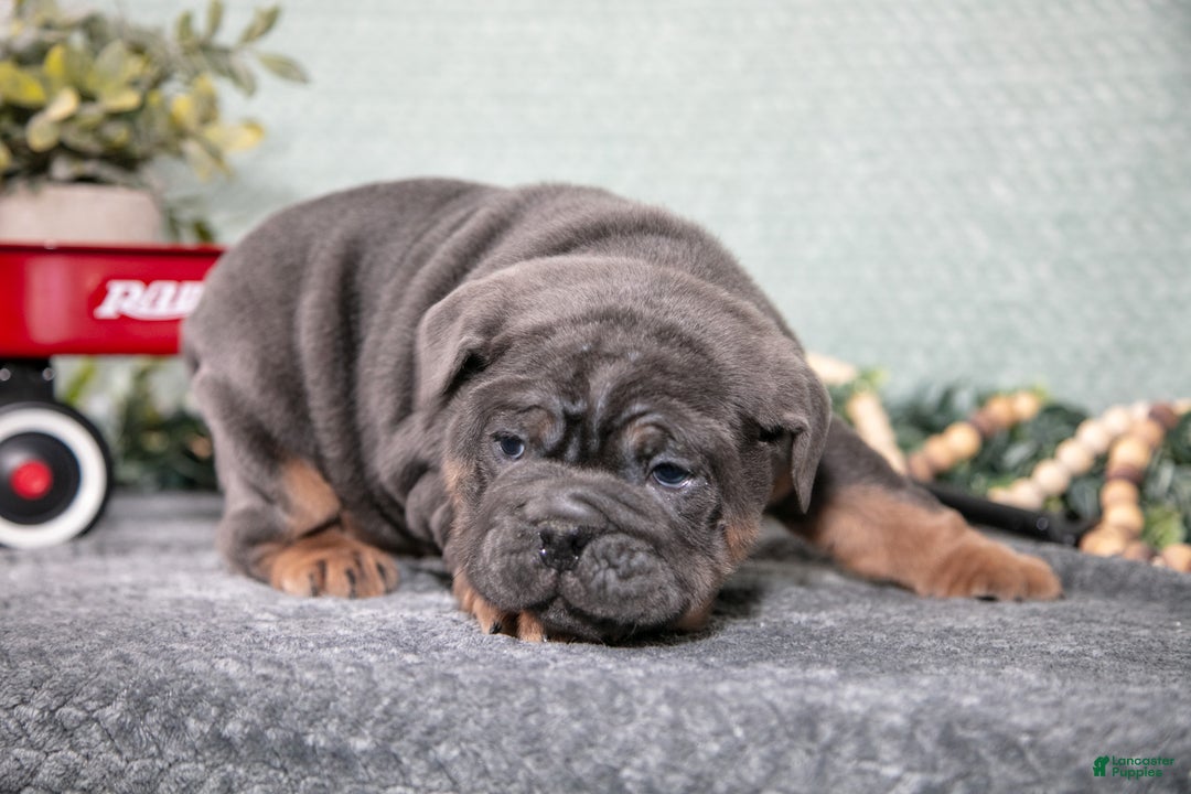 Mixed Breed dogs for sale: Stone - Ad 3