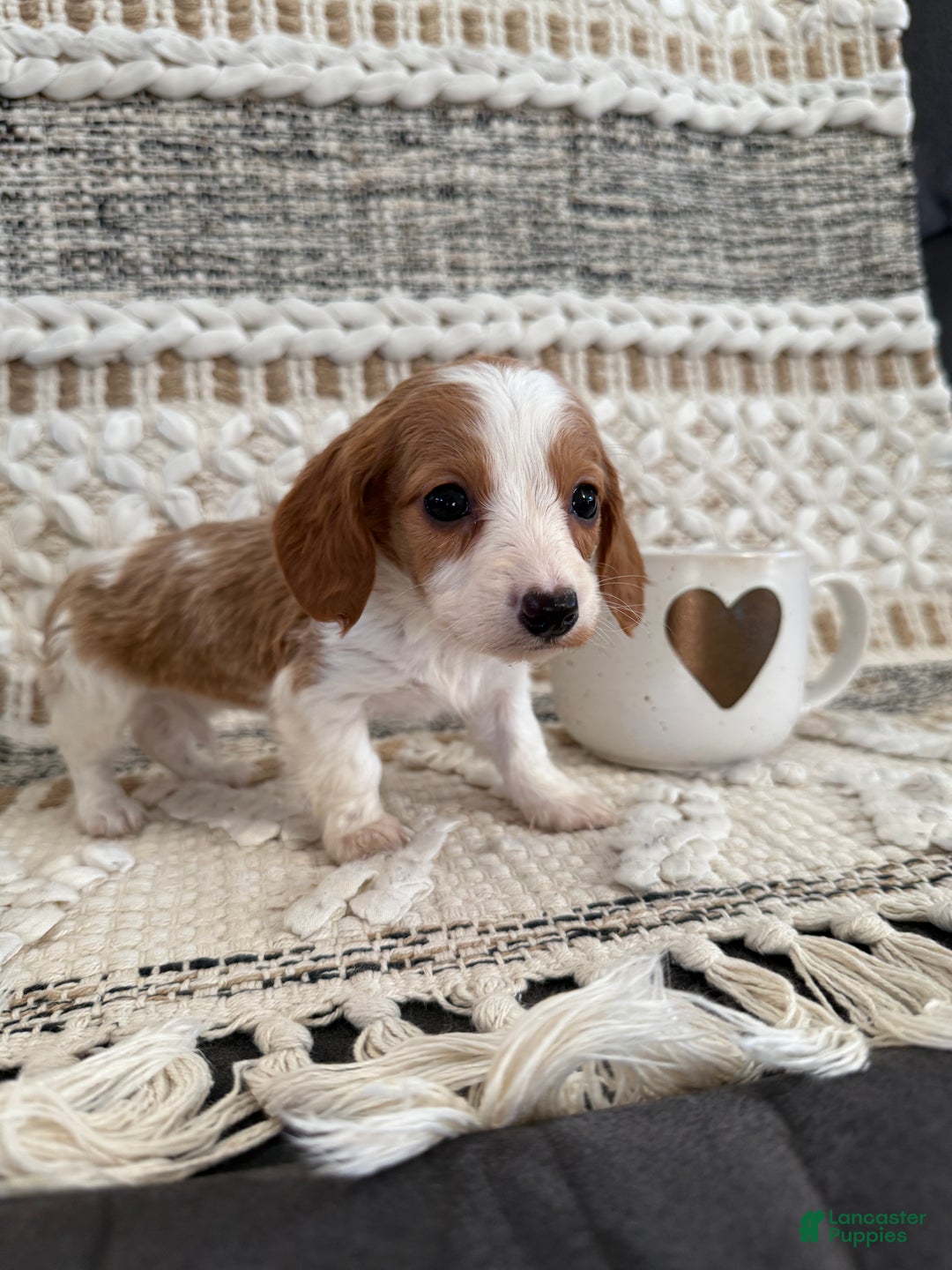 Miniature Dachshund dogs for sale: Lucy - Ad 5