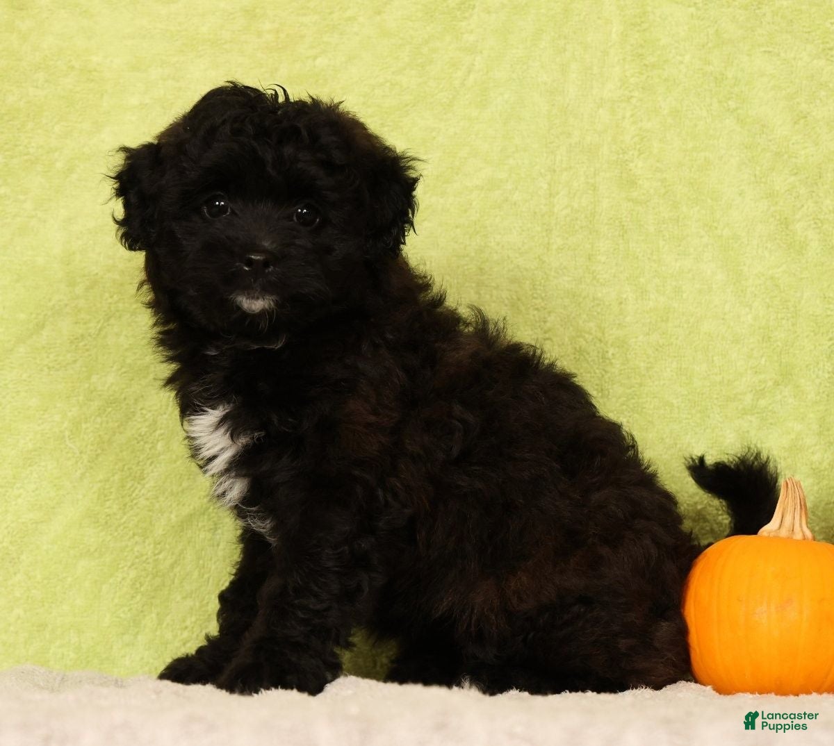 Pomapoo dogs Chelsey - Ad 2