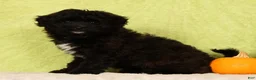 Pomapoo dogs for sale: Chelsey - Ad 2