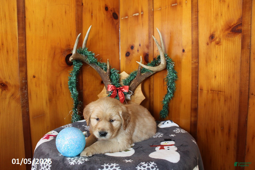 Golden Retriever dogs for sale: Ryder - Ad 4