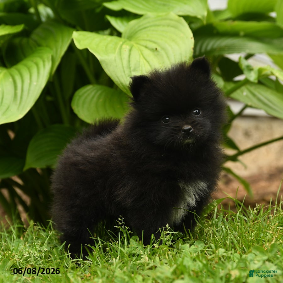 Pomeranian dogs Harry - Ad 2