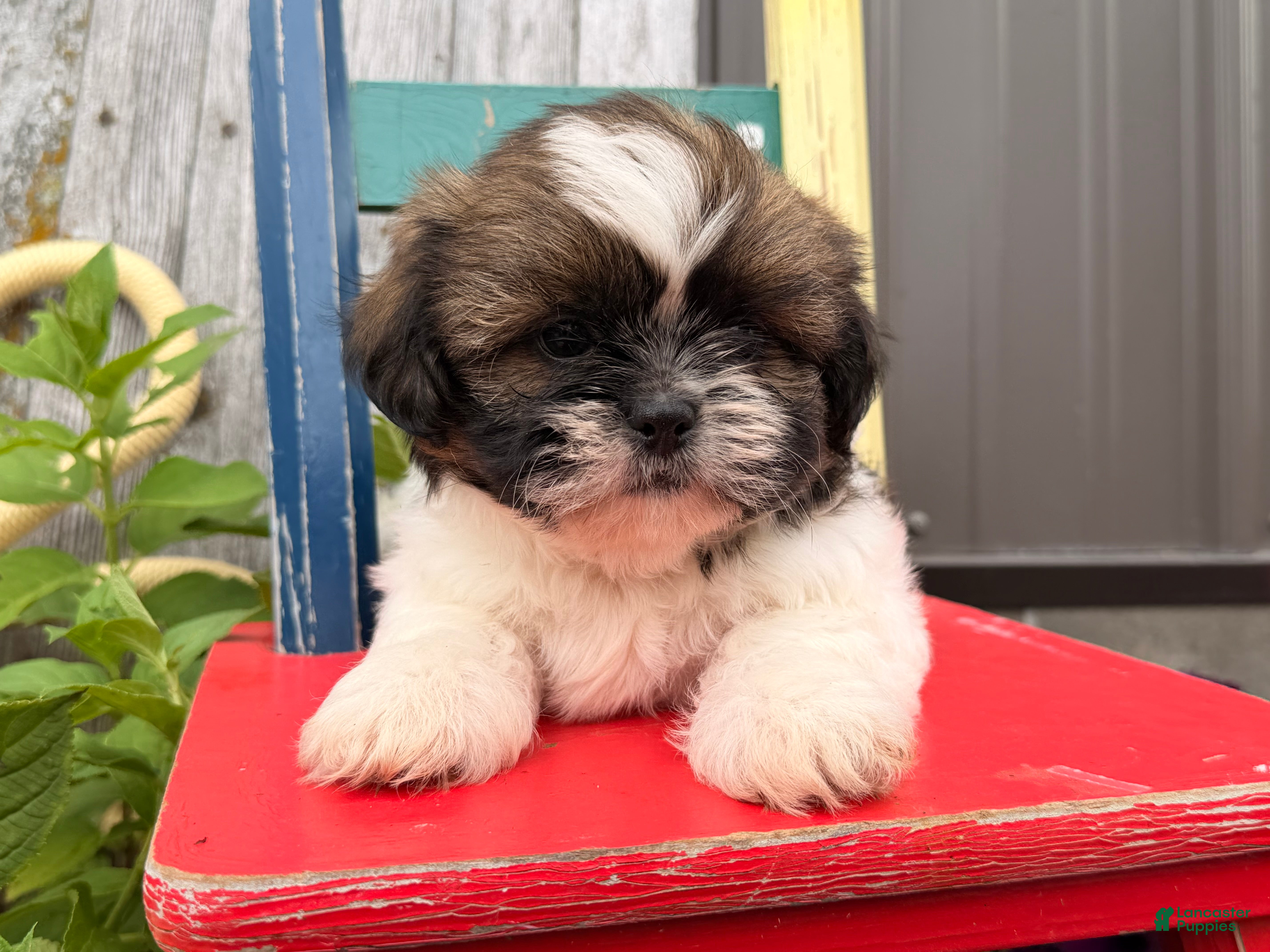 Shih Tzu dogs Queenie Shih Tzu  - Ad 1
