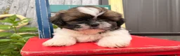 Shih Tzu dogs for sale: Queenie Shih Tzu  - Ad 1