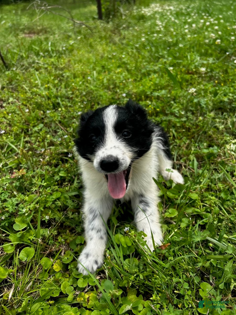 Australian Shepherd dogs for sale: Australian Shepherd Puppy 2 - Ad 3