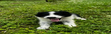 Australian Shepherd Puppy 2