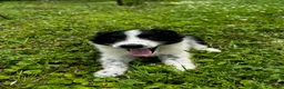 Australian Shepherd dogs for sale: Australian Shepherd Puppy 2 - Ad 1