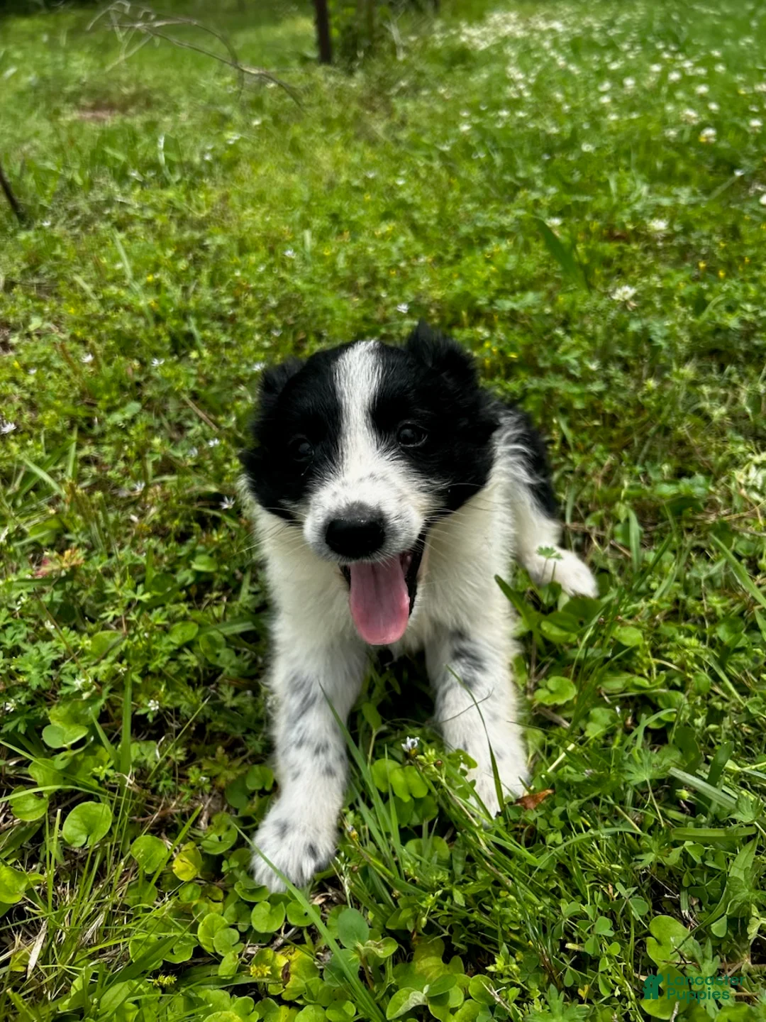 Australian Shepherd dogs for sale: Australian Shepherd Puppy 2 - Ad 1