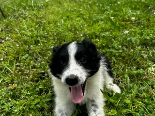 Australian Shepherd dogs for sale: Australian Shepherd Puppy 2 - Ad 3