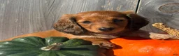 Miniature Dachshund dogs for sale: Autumn - Ad 3