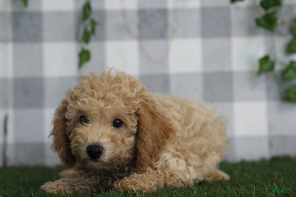 Miniature Poodle dogs Briar - Ad 1