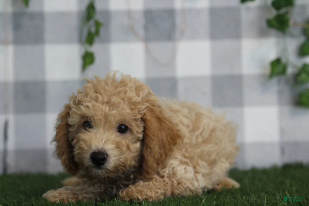 Miniature Poodle dogs for sale: Briar - Ad 1