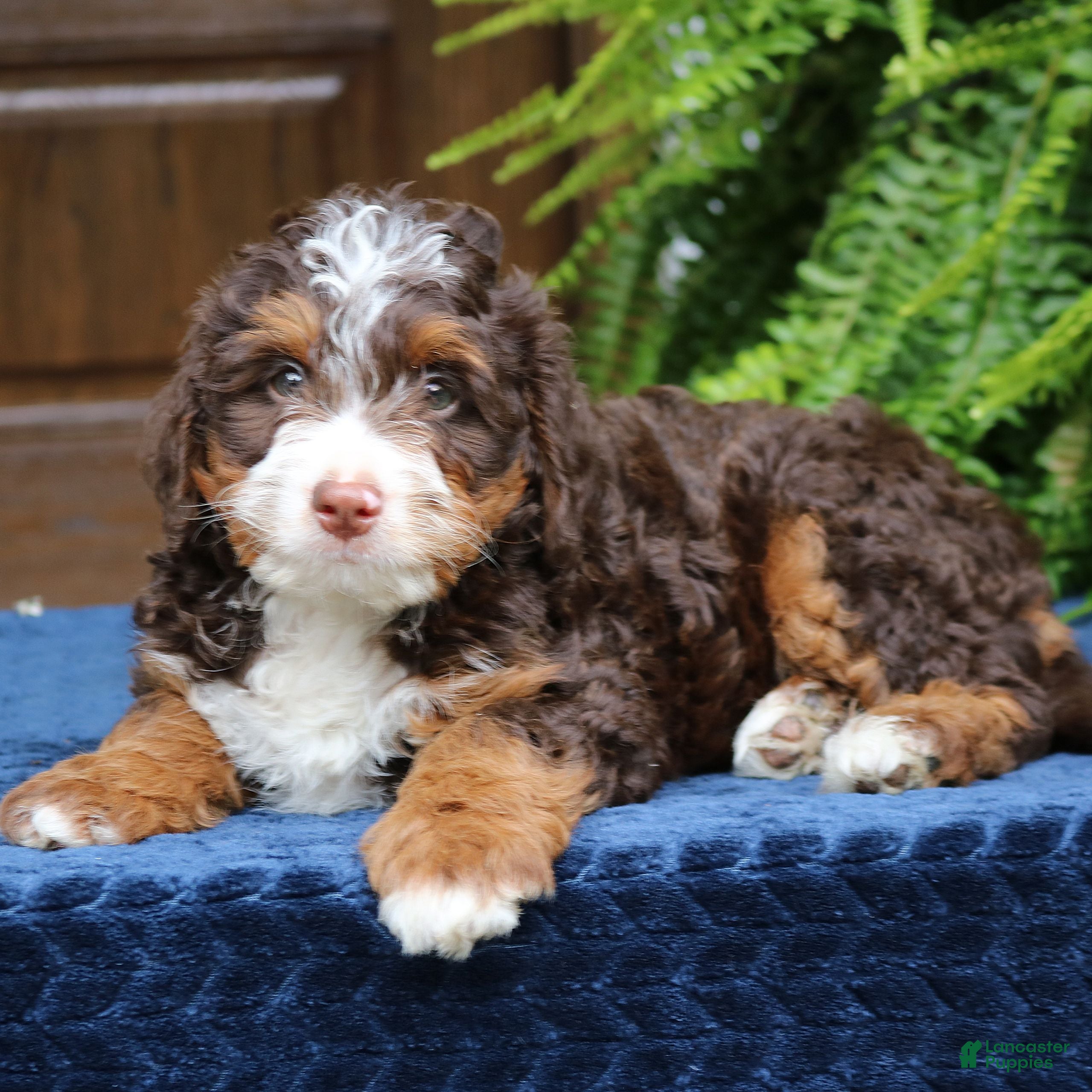 Mini Bernedoodle dogs for sale: Ruffles  - Ad 2