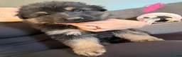 German Shepherd dogs for sale: Long Coat German Shepherd- Pink Female - Ad 6