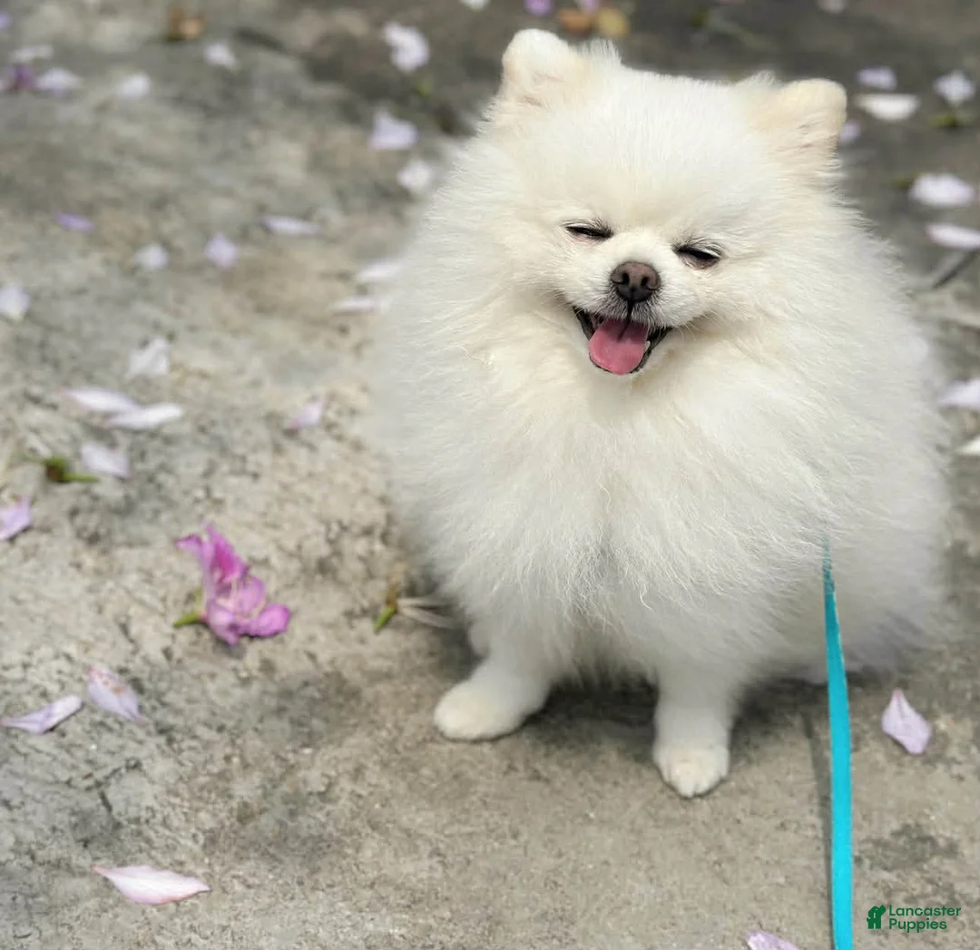 Pomeranian dogs for sale: Pomeranian Puppy 2 - Ad 2
