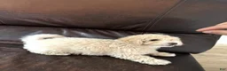 Miniature Poodle dogs for sale: Miniature Poodle 1 - Ad 4