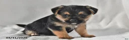 Mixed Breed dogs for sale: Lacey - Ad 5
