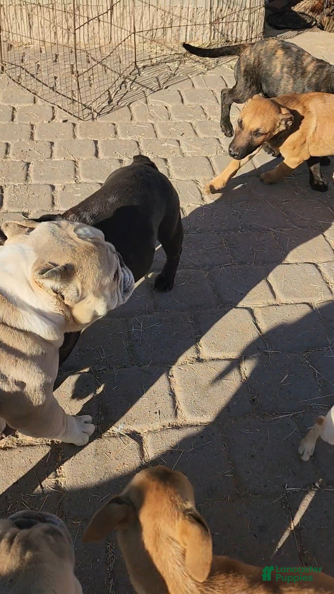 Belgian Malinois dogs for sale: Mali M fawn - Ad 12