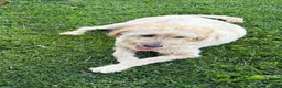 Goldendoodle dogs for sale: Teddy - Ad 2