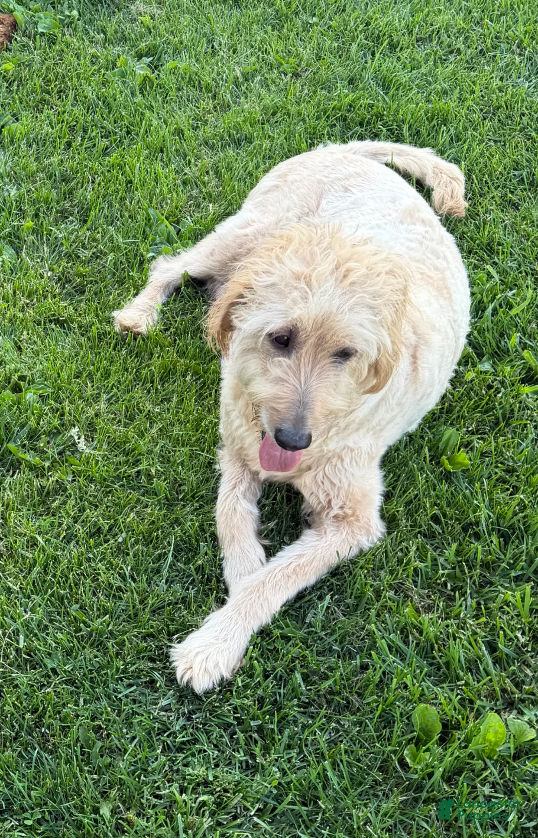 Goldendoodle dogs for sale: Teddy - Ad 2