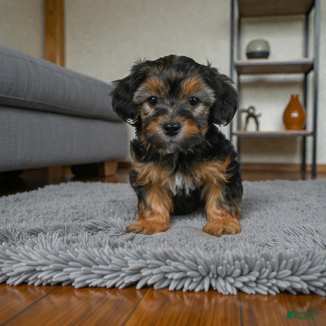 Yorkshire Terrier dogs for sale: SADIE - Ad 4