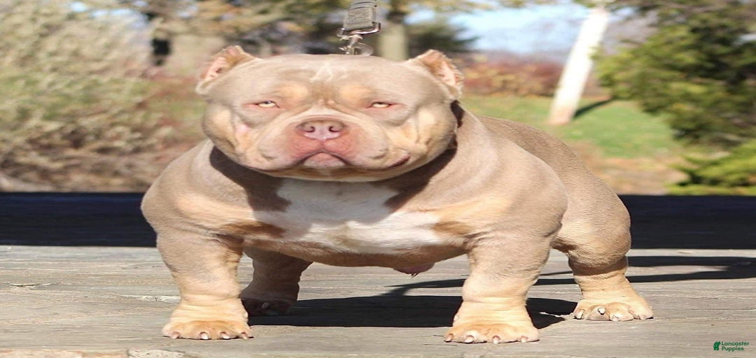 Gallery Image {{count}}