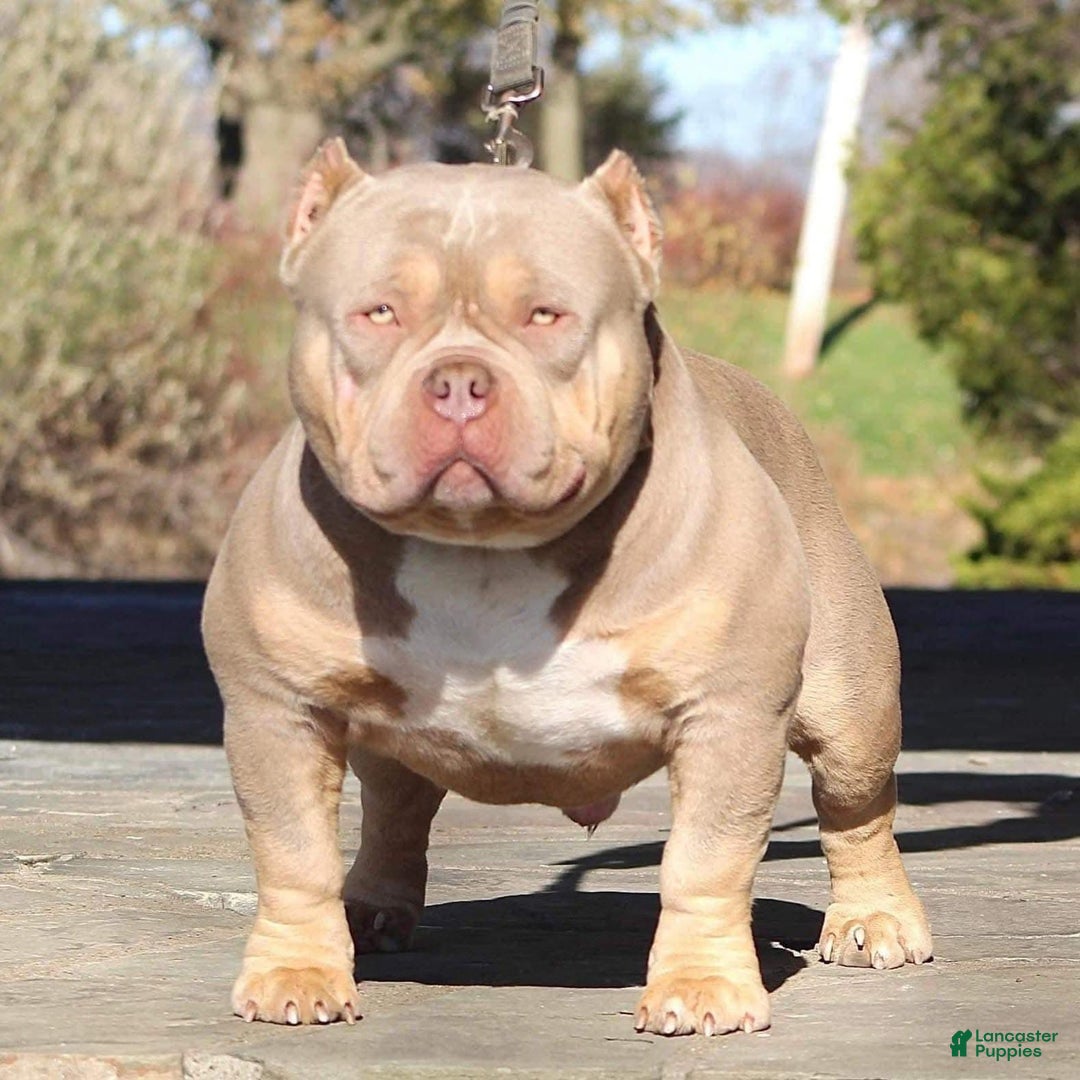 Gallery Image {{count}}