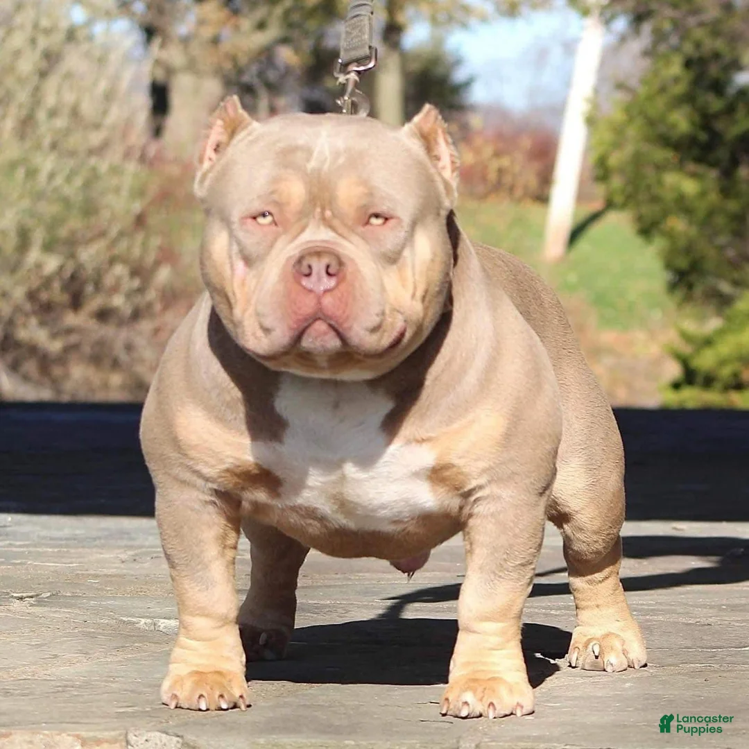 Gallery Image {{count}}