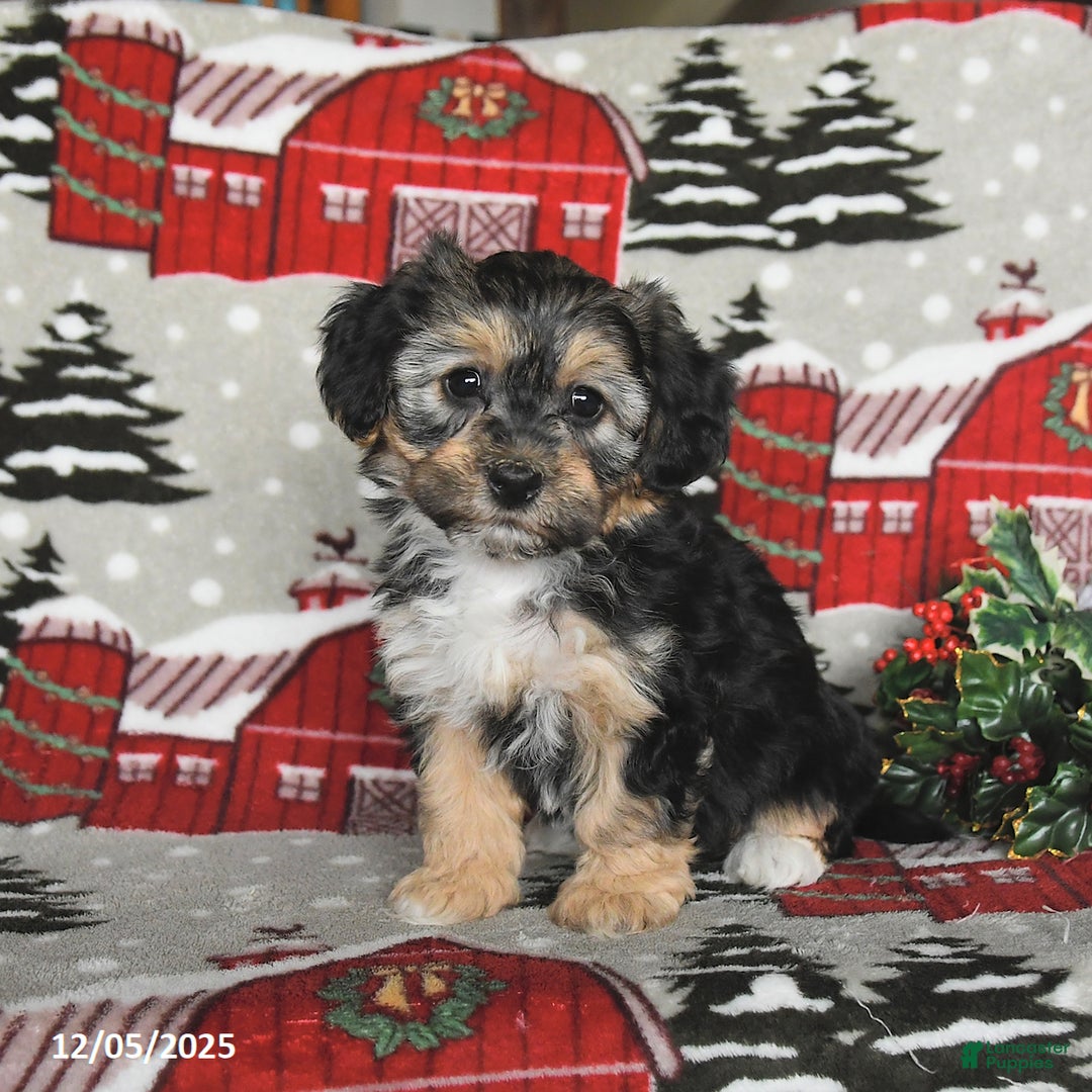 Maltipoo dogs for sale: Bunny - Ad 2