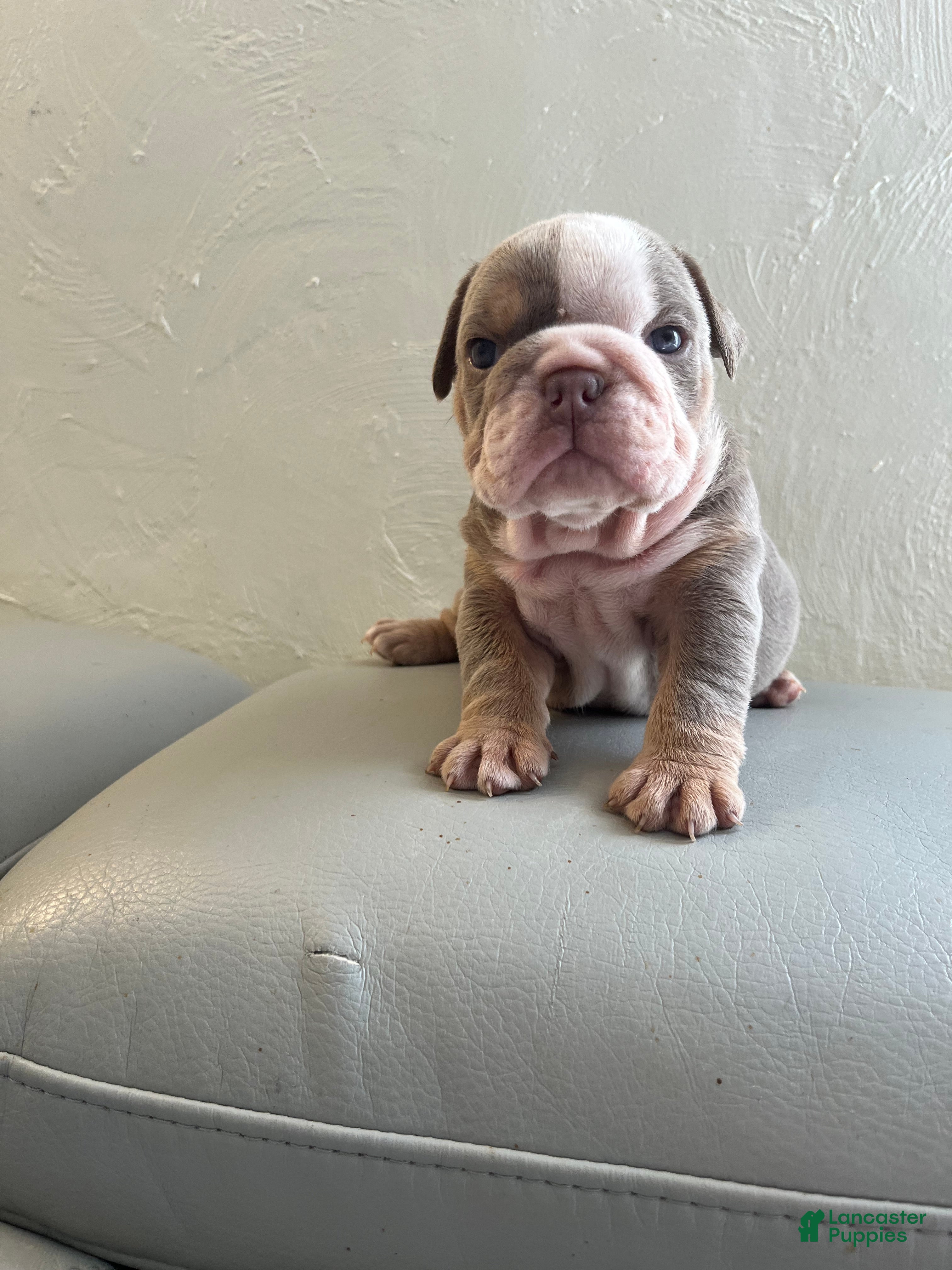 English Bulldog dogs English Bulldog 5 - Ad 18